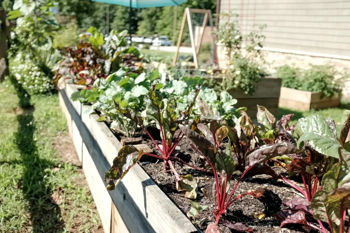 raised garden